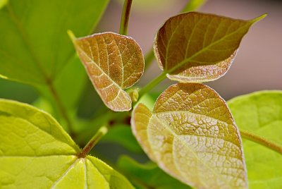 Catalpa bignonioides 'Aurea' - katalpa obecná - jarní listy